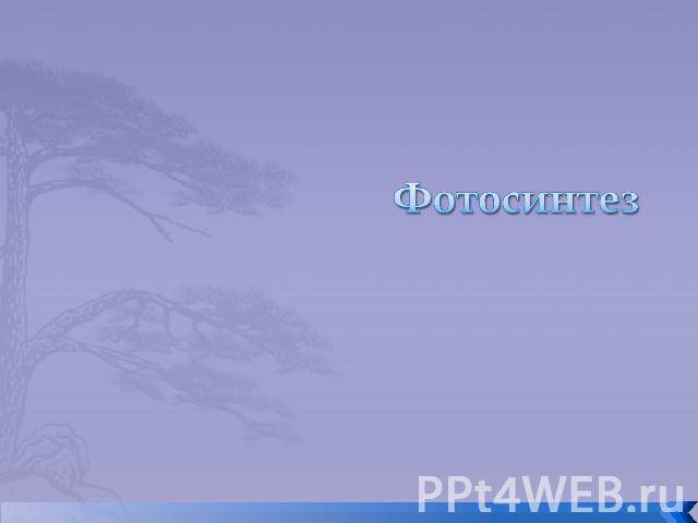 Тилакоиды – зеленые фабрики фотосинтеза