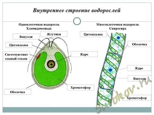 Сходства и различия в строении клеток растений, животных, грибов