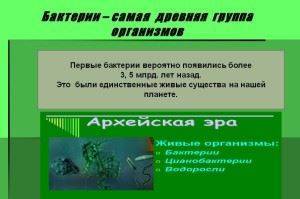 Роль и значение бактерий-сапротрофов в природе