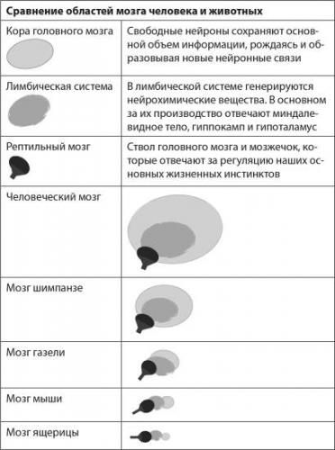 Грелин