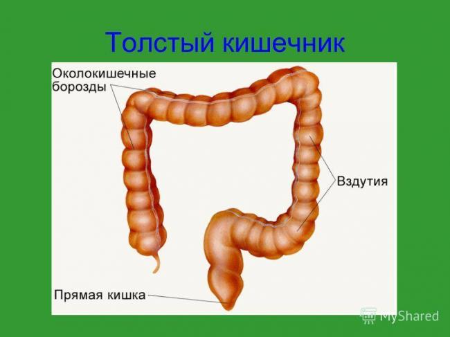 Какие бактерии в кишечнике человека