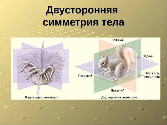 Анаэробы - это бактерии. особенности анаэробов, классификация и методы культивирования