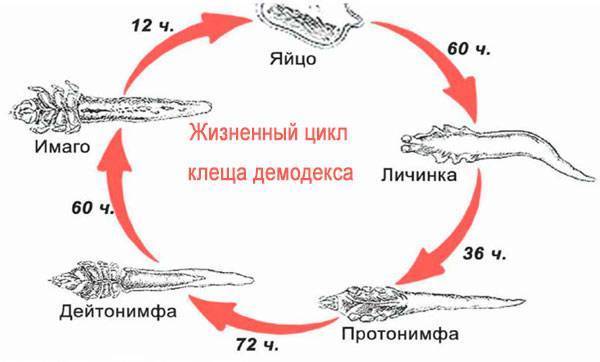 Анализ ресниц на демодекс