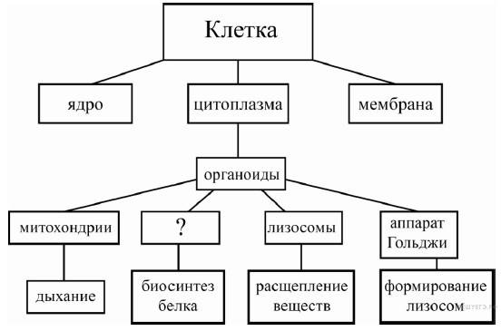 Жгутик