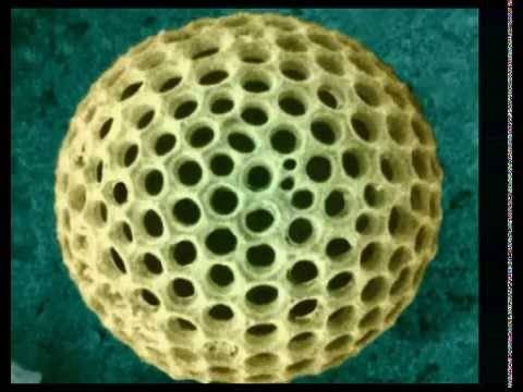 Как выглядит кишечная палочка фото