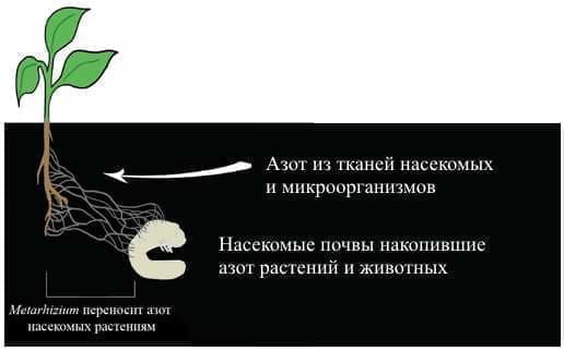 Биопрепарат «метаризин» – особенности применения (инструкция, состав, регламент, аналоги, ограничения)