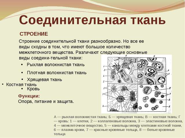 Рыхлая соединительная ткань - loose connective tissue - qwe.wiki