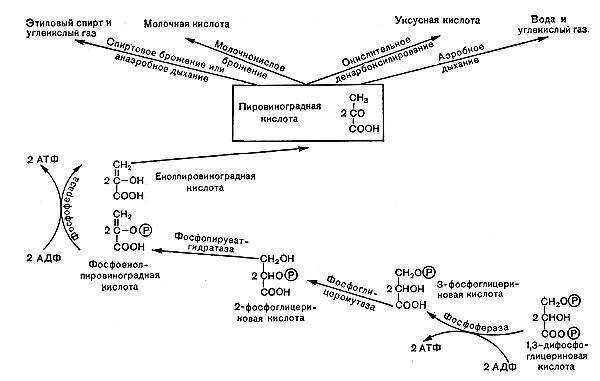 Опасность, которую представляют для человека микробные токсины