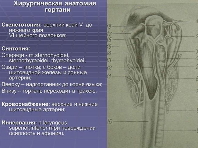 Анализ и диагностика структуры щитовидной железы