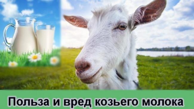 Козье молоко – кладезь пользы для детского организма