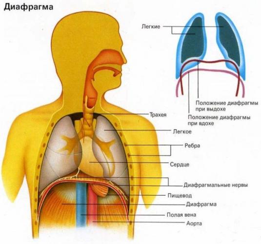 Как избавиться от икоты в домашних условиях