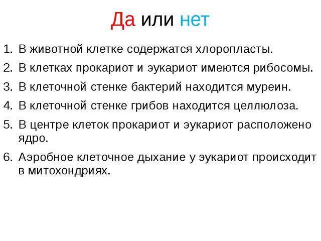 Бактерии-прокариоты – живые «кирпичики» эволюции