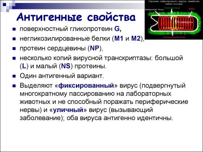 Коринебактерии дифтерии. вирус бешенства, морфология, биологические свойства, вирусные включения. патогенез заболевания. лабораторная диагностика бешенства вирус бешенства микробиология