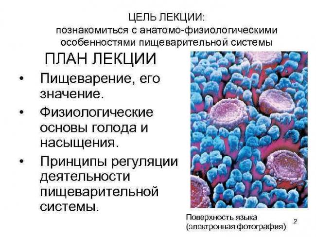 Повышенный аппетит причины у женщин пожилого возраста. повышенный аппетит - причины, лечение, травы снижающие аппетит и подавляющие чувство голода