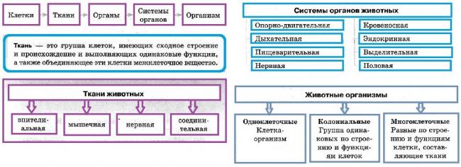 Соединительная ткань - connective tissue - qwe.wiki