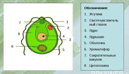 Процесс размножение спорами у бактерий, водорослей, грибов и растений