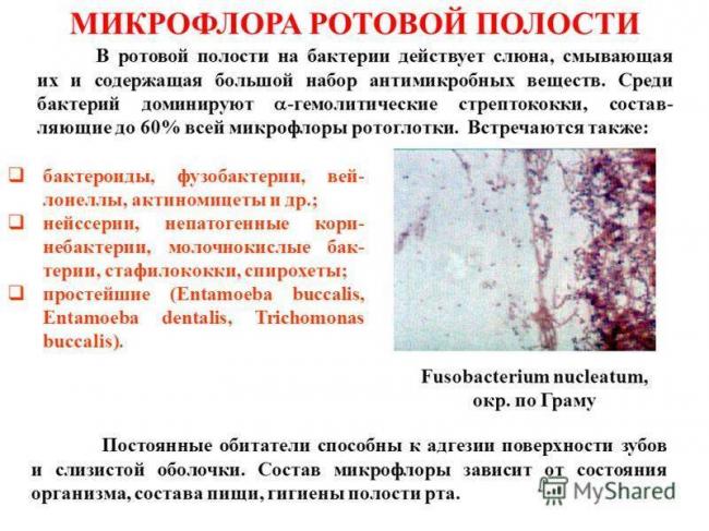 Бактерии, обитающие во рту: как создать безопасное равновесие