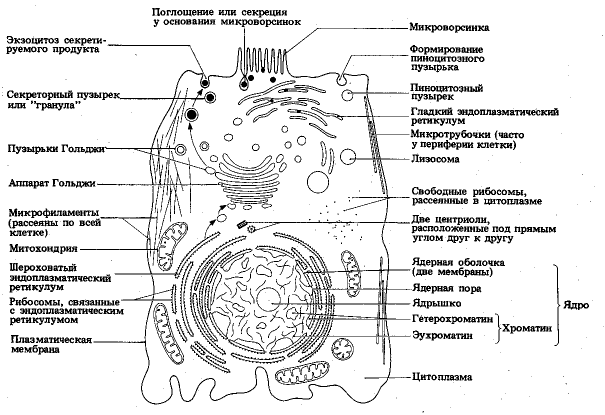 Строение бактерий