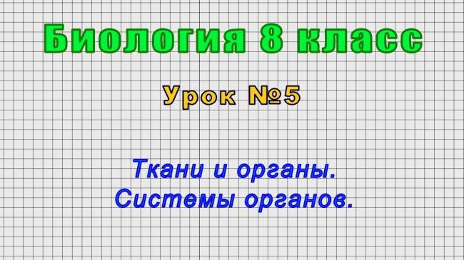 Ткани нашего тела: соединительная, эпителиальная, мышечная, нервная ткани