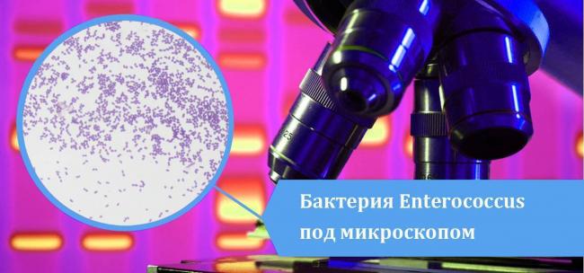 Ванкомицин-резистентные энтерококки (vre) - новости - 2020
