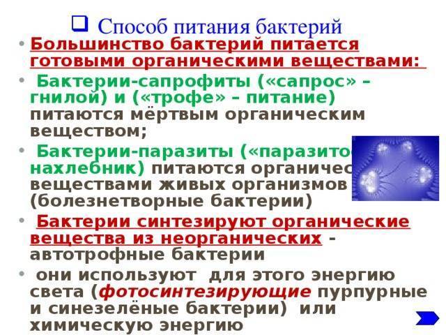 Что важно знать о болезнетворных бактериях, их разновидностях и способах питания