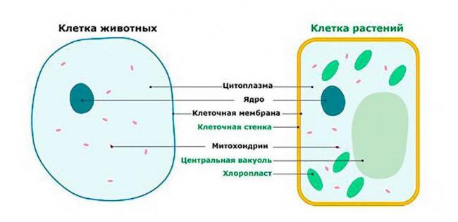 Что общего и какие различия между клетками растений, грибов, бактерий и животных?