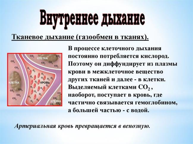 Гемоглобин — википедия с видео // wiki 2