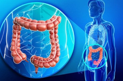 Почему кишечник человека не может функционировать без бактерий