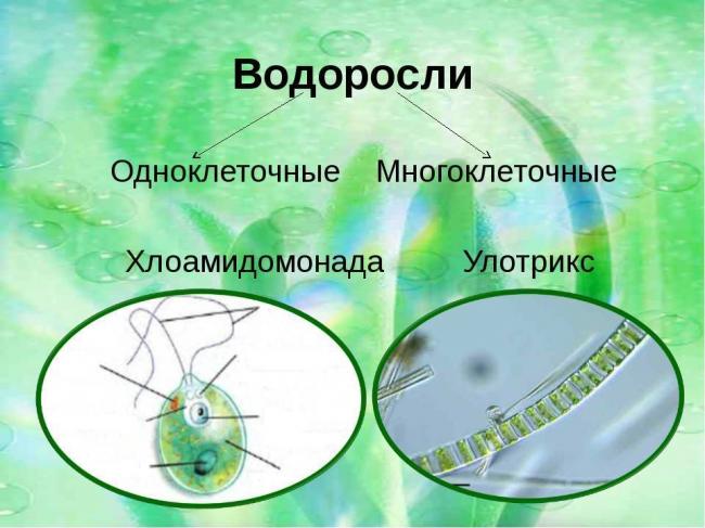 Чем и как отличаются бактерии от простейших