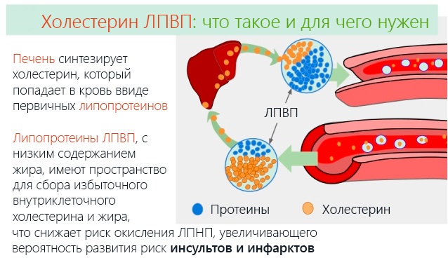 Холестирамин: инструкция по применению, предостережения и отзывы