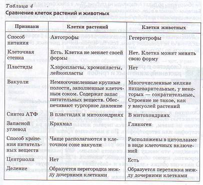 Какие особенности в строении клеток бактерий, животных и растений