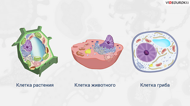 Анаэробы - это бактерии. особенности анаэробов, классификация и методы культивирования