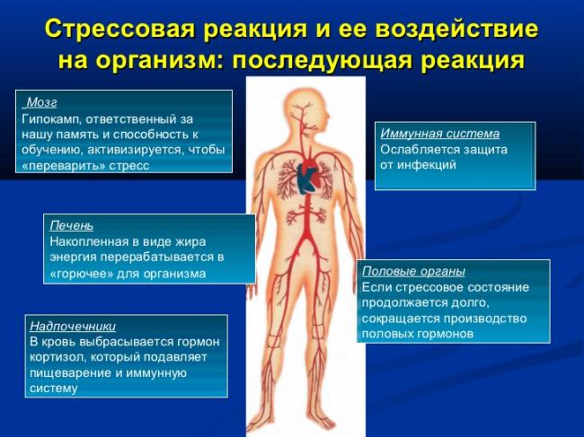 Кортизол — гормон стресса и адаптации