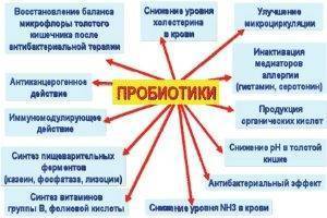 Может ли быть у ребенка аллергия на кабачок? первый прикорм