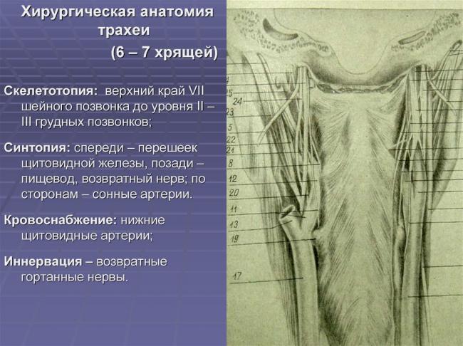 Галина ивановна дядякак сбалансировать гормоны щитовидной железы, надпочечников, поджелудочной железы
