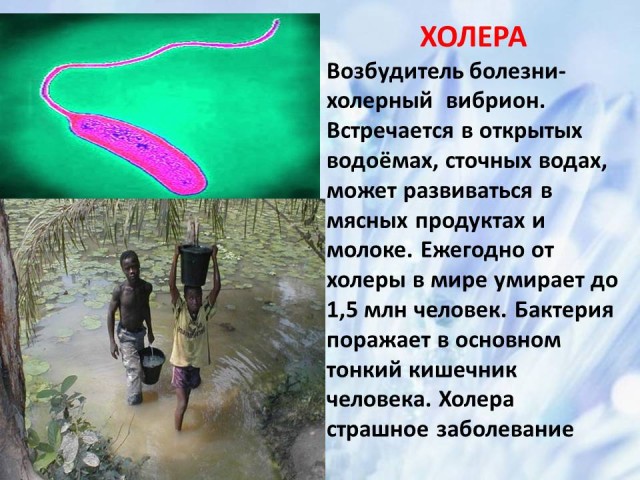 Возбудитель холеры