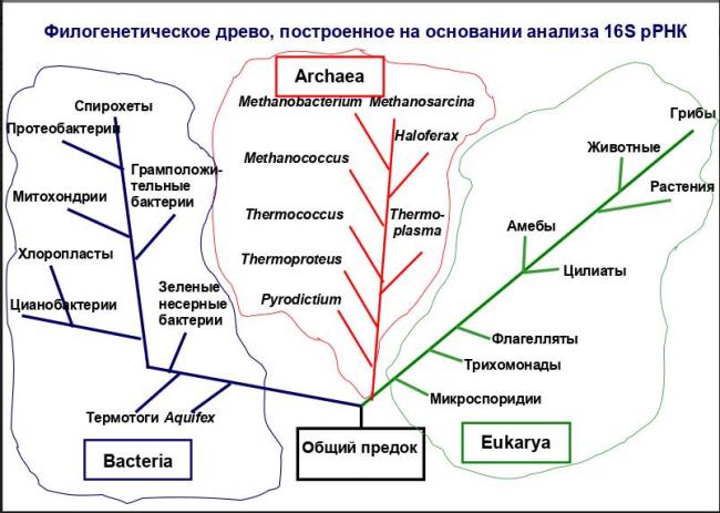 Жизнь на планете всем обязана анаэробным и аэробным бактериям