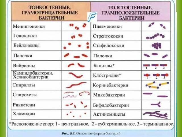 Особенности строения клеток. §19. особенности строения клеток прокариот содержит ли ядро прокариотические клетки