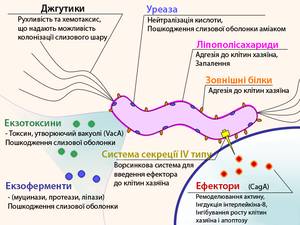 Что можно узнать по анализам на бактерии