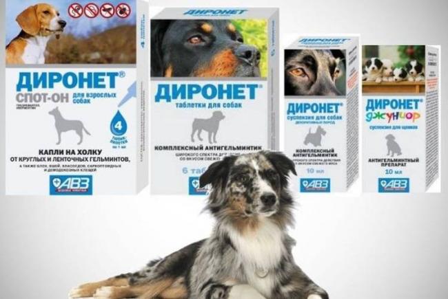 Экзекан - уникальный препарат от аллергии для собак