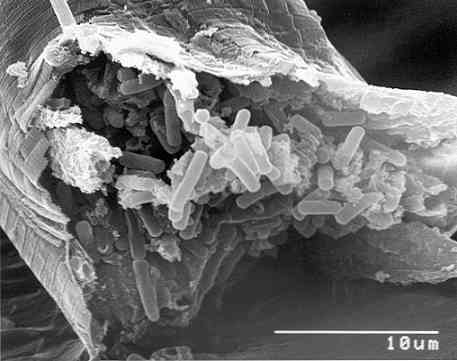 Идентификация бактерий bacillus cereus на основе их фенотипической характеристики