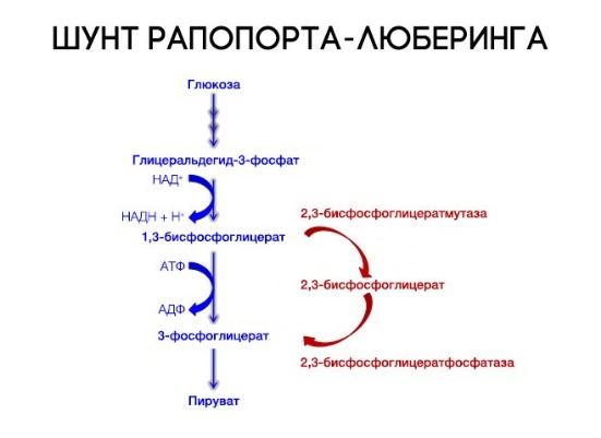 Гемоглобин