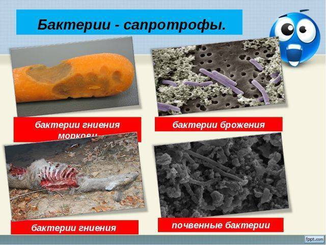 Вирусы, бактерии, грибы, лишайники - егэ для vip