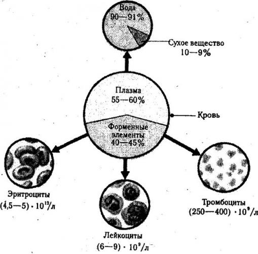 Гиподинамия