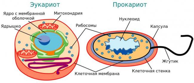 Различные стороны клеточного строения жизни на планете – бактерий, растений и животных
