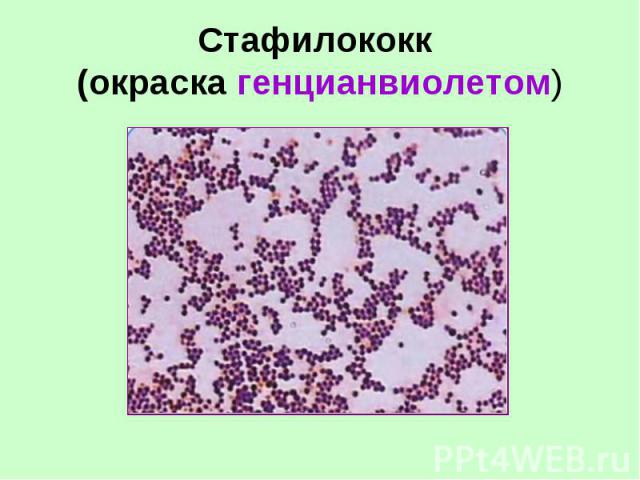 Генцианвилет : инструкция по применению