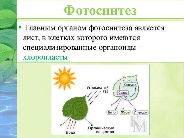 Фотосинтез
