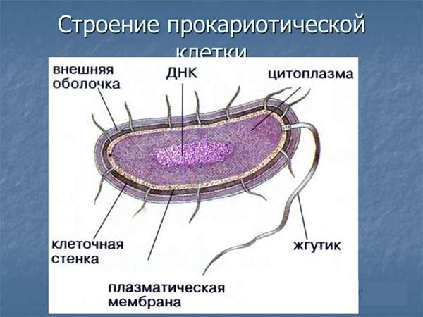 В чем заключаются главные отличия строения клеток бактерий и животных
