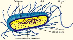 Лекция по теме морфология микроорганизмов