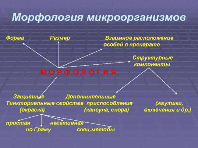 Строение и классификация простейших одноклеточных организмов